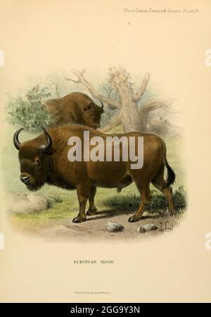 Der europäische Bison (Bison bonasus) oder der europäische Holzbison, auch bekannt als der Wisent, Oder der Zubr, ist eine europäische Art von Bisons. Farbdarstellung aus dem Buch "Wilde Ochsen, Schafe und Ziegen aller Länder, lebende und ausgestorbene" von Richard Lydekker (1849-1915) Veröffentlicht im Jahr 1898 von Rowland ward, London Stockfoto