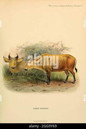 Kongo Buffalo Farbe Illustration aus dem Buch "Wilde Ochsen, Schafe und Ziegen aller Länder, lebende und ausgestorbene" von Richard Lydekker (1849-1915) Veröffentlicht in 1898 von Rowland ward, London Stockfoto