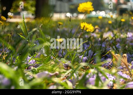 Sonnige Löwen wachsen unter gefallenen Blüten von Jacaranda - Taraxacum, Jacaranda, Selektiver Fokus Stockfoto