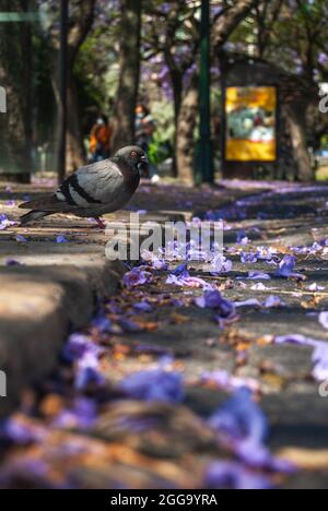 Eine Taube auf einem Pflaster zwischen gefallenen violetten Blüten von Jacaranda - Selektiver Fokus, Vertikal Stockfoto