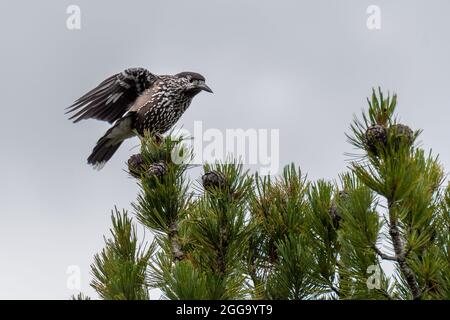 Getupfter Nussknacker (Nucifraga caryocatactes) in Aletschwald Stockfoto