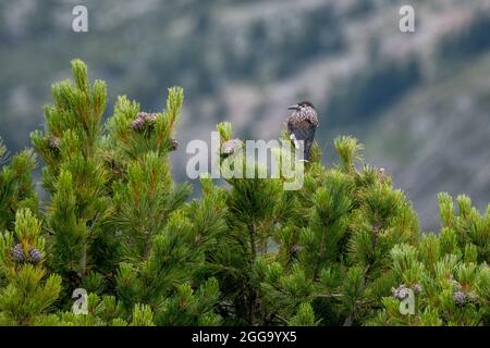 Getupfter Nussknacker (Nucifraga caryocatactes) in Aletschwald Stockfoto