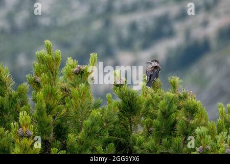 Getupfter Nussknacker (Nucifraga caryocatactes) in Aletschwald Stockfoto