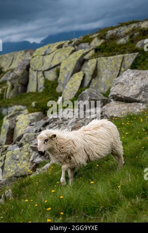 Walliser Schwarznasenlamm im Wallis an einem regnerischen Sommertag Stockfoto