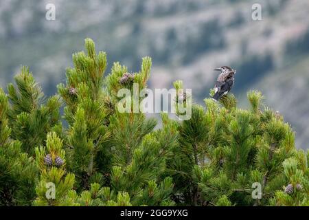 Getupfter Nussknacker (Nucifraga caryocatactes) in Aletschwald Stockfoto