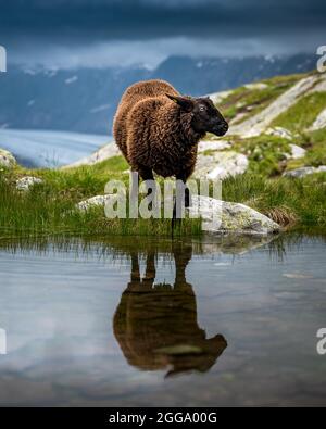 Schwarze Schafe am Aletschgletscher im Wallis an einem regnerischen Sommertag Stockfoto
