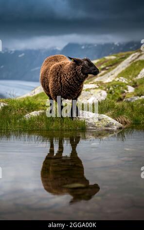 Schwarze Schafe am Aletschgletscher im Wallis an einem regnerischen Sommertag Stockfoto