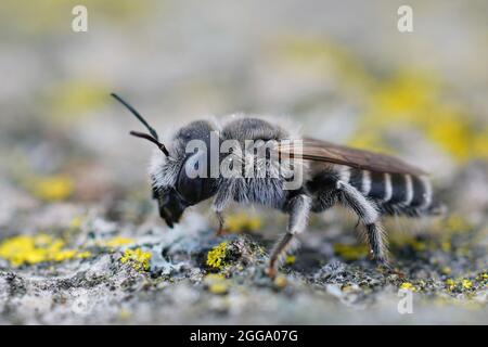 Laterale Detailaufnahme eines männlichen getufteten kleinen Maurers, Hoplitis cristatula Stockfoto