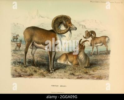 Tibetische Argali (Ovis ammon hodgsoni) Farbillustration aus dem Buch "Wilde Ochsen, Schafe und Ziegen aller Länder, lebende und ausgestorbene" von Richard Lydekker (1849-1915) Veröffentlicht 1898 von Rowland ward, London Stockfoto