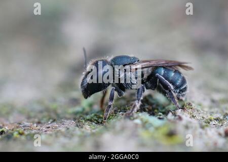 Nahaufnahme einer weiblichen blauen Maurerbiene, Osmia caerulescens, sitzend Stockfoto