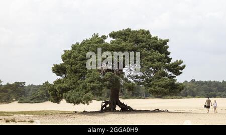 SOEST, NIEDERLANDE - 21. Aug 2021: Große einsame Kiefer in der Mitte der Sanddünen von Soesterduinen in den Niederlanden. Stockfoto