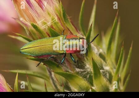 Nahaufnahme eines farbenfrohen Juwelenkäfer, Anthaxia hungarica Stockfoto