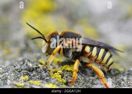 Laterale Nahaufnahme eines Weibchens der Grohmanns-Gelbharzbiene, Icteranthidium grohmanni Stockfoto