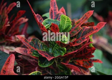 Codiaeum variegatum var. pictum "Ausgezeichnet" Stockfoto