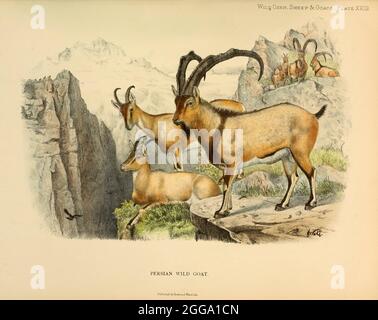 Persian Wild Goat (Capra hircus aegagrus) Farbillustration aus dem Buch "Wilde Ochsen, Schafe und Ziegen aller Länder, lebende und ausgestorbene" von Richard Lydekker (1849-1915) Veröffentlicht 1898 von Rowland ward, London Stockfoto