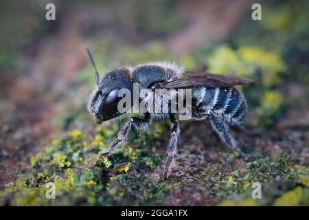 Nahaufnahme eines Weibchens der blauen Maurerbiene, Osmia caerulescens Stockfoto