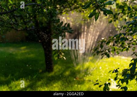 Bewässerung des Gartens, frisches grünes Gras und Wassertropfen, die im Sonnenlicht funkeln Stockfoto