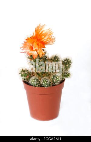 Kaktuspflanze mit Kaktusblüten im Kaktustopf isoliert auf weißem Hintergrund Stockfoto