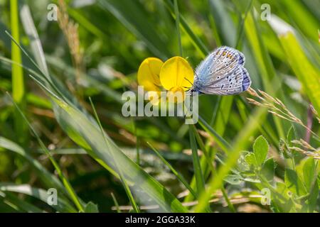 Gewöhnlicher blauer Schmetterling (Polyommatus icarus) männlicher blauer Oberflügel dunkler Rand und weiß behaart äußerer Rand, Unterflügel grau braun dunkle Flecken und Muster Stockfoto