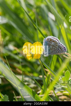 Gewöhnlicher blauer Schmetterling (Polyommatus icarus) männlicher blauer Oberflügel dunkler Rand und weiß behaart äußerer Rand, Unterflügel grau braun dunkle Flecken und Muster Stockfoto