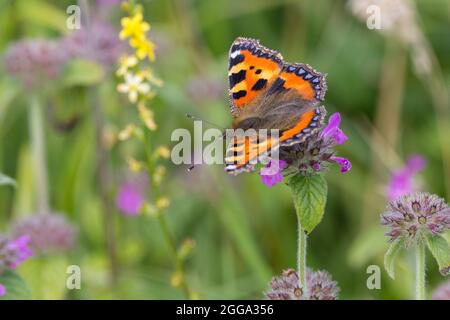 Kleiner Schildpatt-Schmetterling (Aglais urticae), oben marmorierte orange-gelbe und schwarze Flügel mit blauen Halbmonden an den hinteren Rändern rauchig-braune Unterflügel Stockfoto