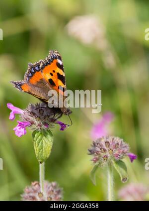 Kleiner Schildpatt-Schmetterling (Aglais urticae), oben marmorierte orange-gelbe und schwarze Flügel mit blauen Halbmonden an den hinteren Rändern rauchig-braune Unterflügel Stockfoto