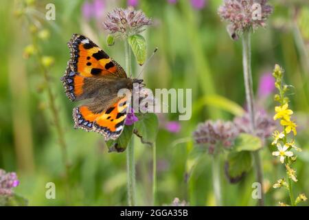 Kleiner Schildpatt-Schmetterling (Aglais urticae), oben marmorierte orange-gelbe und schwarze Flügel mit blauen Halbmonden an den hinteren Rändern rauchig-braune Unterflügel Stockfoto