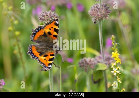 Kleiner Schildpatt-Schmetterling (Aglais urticae), oben marmorierte orange-gelbe und schwarze Flügel mit blauen Halbmonden an den hinteren Rändern rauchig-braune Unterflügel Stockfoto