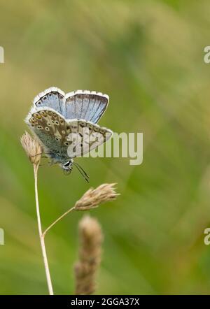 Gewöhnlicher blauer Schmetterling (Polyommatus icarus) männlicher blauer Oberflügel dunkler Rand und weiß behaart äußerer Rand, Unterflügel grau braun dunkle Flecken und Muster Stockfoto