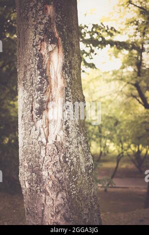 Vertikale Aufnahme eines beschädigten Baumstamms Stockfoto