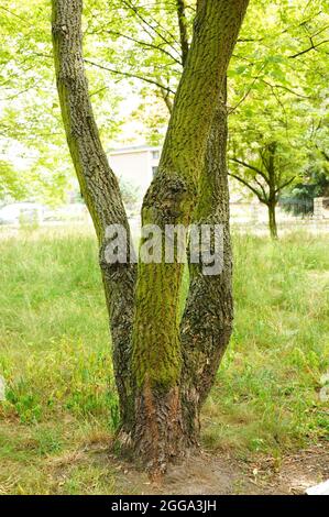 Vertikale Aufnahme von drei dünnen Baumstämmen nebeneinander Stockfoto