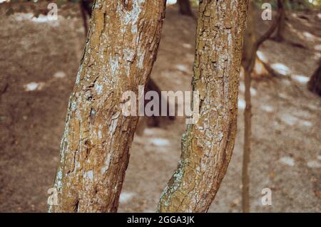 Nahaufnahme von zwei dünnen Baumstämmen nebeneinander Stockfoto