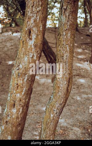 Vertikale Aufnahme von zwei dünnen Baumstämmen nebeneinander Stockfoto