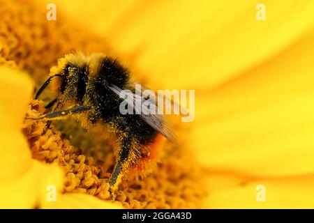 Eine mit Pollen überzogene Hummel auf einer Sonnenblume auf der Becketts Farm in Birmingham. Bilddatum: Montag, 30. August 2021. Stockfoto