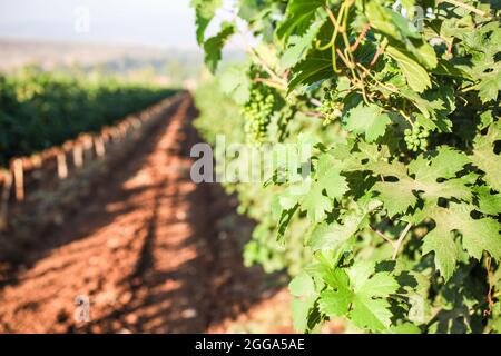 Unreife Trauben auf einer Weinrebe in einem Weinberg, der im Juli in Kfar Tabor, Israel, fotografiert wurde Stockfoto