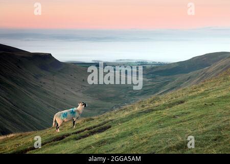 Schafe, die vom frühen Morgenlicht und dem Blick hinunter zum High Cup in ein wolke erfülltes Eden Valley beleuchtet werden vom Path to High Cup Nick, North Pennines, Cumb Stockfoto