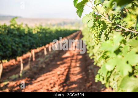 Unreife Trauben auf einer Weinrebe in einem Weinberg, der im Juli in Kfar Tabor, Israel, fotografiert wurde Stockfoto