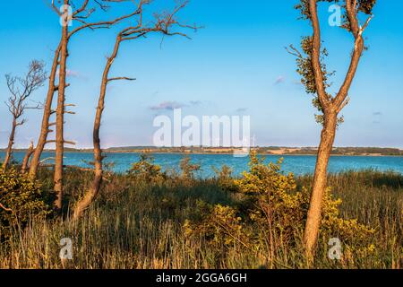 Windmühlen auf einem Hügel über dem See bei Sonnenuntergang, Dickicht, Gras und tote Bäume im Vordergrund, Darłowo Polen Stockfoto