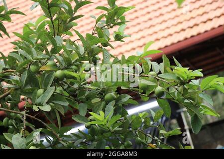 Guava-Pflanze mit voller großer Größe Guava, Guava Hybrid auf Pflanze bereit, auf dem Hintergrund des Hauses geerntet werden Stockfoto