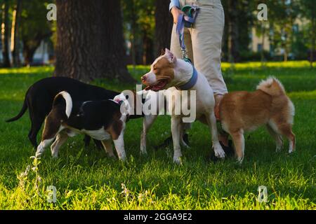 Anonyme Frau, die mit einem amerikanischen Pitbull im Park läuft. Hund trifft andere Hunde bei Sonnenuntergang Stockfoto