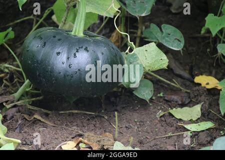 Kürbiswachstum auf dem Hausgarten für Halloween, wachsen große Kürbis Stockfoto