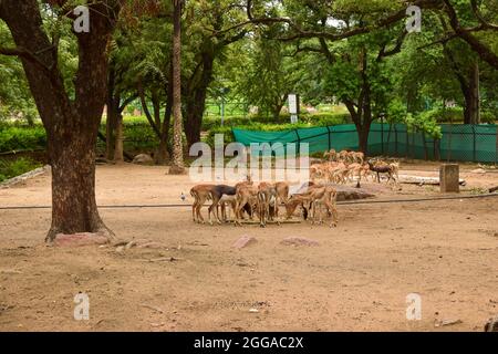 Wildtierfütterung im Dschungel/Zoo Park, Wildtiere Stock Bild Stockfoto