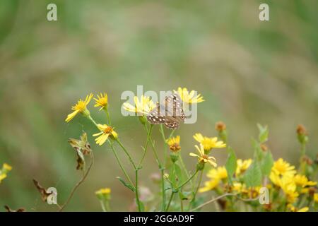 Ein gesprenkelter Waldschmetterling (Pararge aegeria), der sich von schönen gelben Ragwürzeblüten (Senecio jacobaea) ernährt, die wild auf dem Grasland der Salisbury Plain wachsen Stockfoto