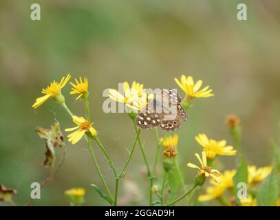 Ein gesprenkelter Waldschmetterling (Pararge aegeria), der sich von schönen gelben Ragwürzeblüten (Senecio jacobaea) ernährt, die wild auf dem Grasland der Salisbury Plain wachsen Stockfoto