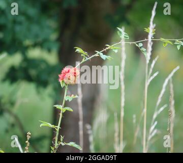 Eine Galle, bekannt als die Rose Bedeguar, Robin's Nadelkissen, moosige Rose oder Moosgalle aus der Gall Wasp (Diplolepis rosae) auf einer Hunderose (Rosa canina) Stockfoto