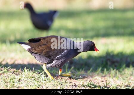 Gemeine Morrhen (Gallinula chloropus meridionalis) alias Gemeine Gallinule auf Gras, Westkap, Südafrika Stockfoto