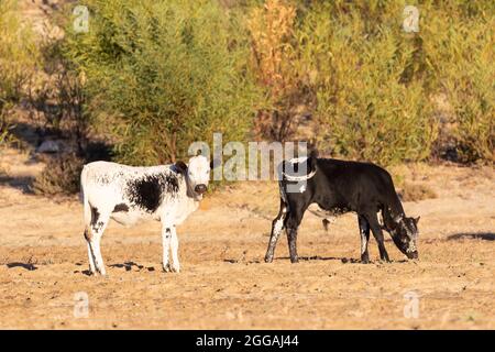 Nguni-Rinder, eine robuste Hybridrasse, die in Südafrika beheimatet ist, auf einer Weide bei Sonnenuntergang im Western Cape Stockfoto