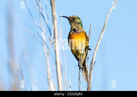 Orangenbreatsed Sunbird (Anthobaphes violacea) in Mountain Fynbos in den Riviersonderend Mountains in der Nähe von McGregor, Western Cape, Südafrika Stockfoto