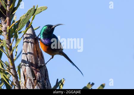 Orangebrühter Sonnenvögel (Anthobaphes violacea), der bei Sonnenuntergang Männchen brütet, auf protea in Gebirgsfynbos, Riviersonderend Mountains, Boesmanskloof, Weste Stockfoto