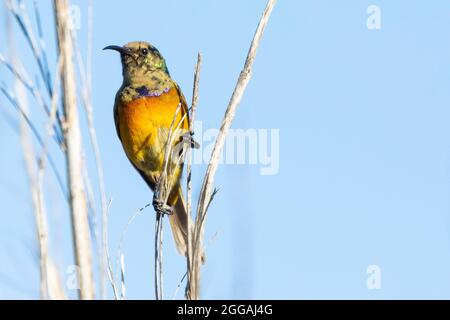 Orangerauter Sunbird (Anthobaphes violacea), juveniles Männchen im Übergangsgefieder, das in Bergfynbos im Riviersonder zum erwachsenen Gefieder geschmolzen ist Stockfoto